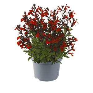 Afbeelding van EJ Salvia P19 Mirage greggi Burgundy